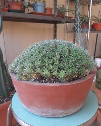 Abromeitiella brevifolia