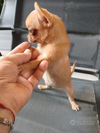 Chihuahua femminuccia mini toy