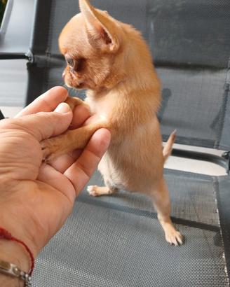 Chihuahua femminuccia mini toy