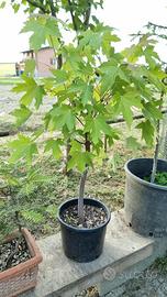 bonsai e prebonsai