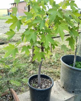 bonsai e prebonsai