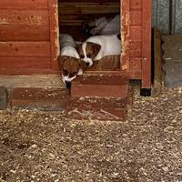 Cuccioli di jack Russell terrier