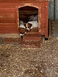 Cuccioli di jack Russell terrier