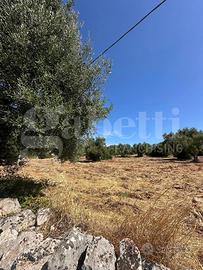 Terreno Agricolo Ostuni [Cod. rif 3251607VCG]