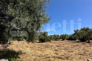 Terreno Agricolo Ostuni [Cod. rif 3251607VCG]