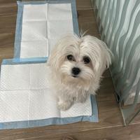 Maltesina coreana