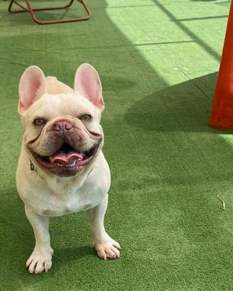 Bulldog francese esotico