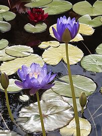 Ninfea australiana ibrido n. 1