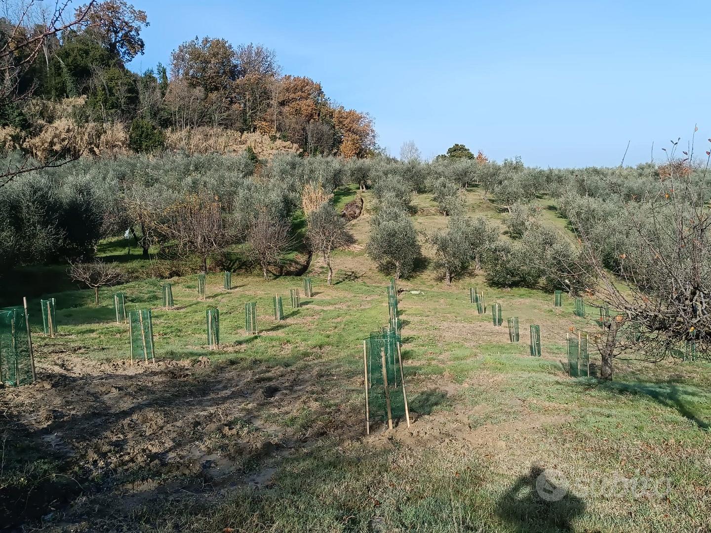 Uliveta in produzione - Vista 4