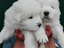 Immagine 13