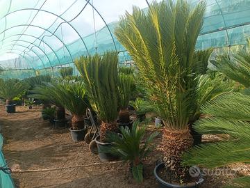 cycas