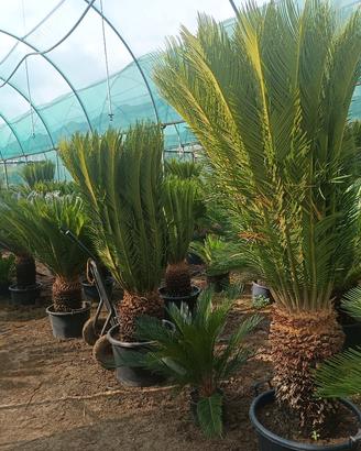 cycas