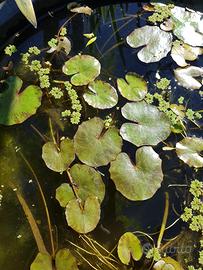 ninfea peltata 