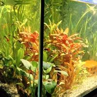 Vallisneria