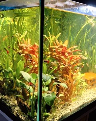 Vallisneria