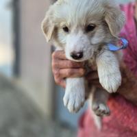 Meraviglioso cucciolo in adozione
