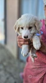 Meraviglioso cucciolo in adozione