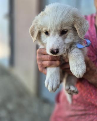 Meraviglioso cucciolo in adozione