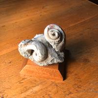 Fossile