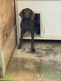 Cucciolone di kurzhaar