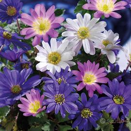 15 bulbi di anemone blanda