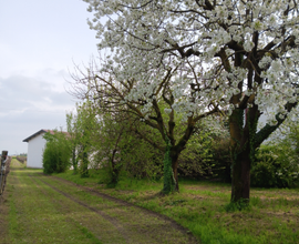 Vendita vigneto