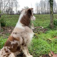 Border collie maschio red merl per monta