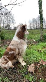 Border collie maschio red merl per monta