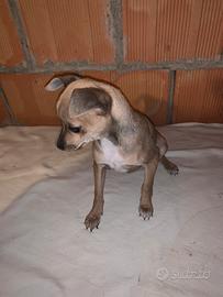 Cucciolo di Pinscher