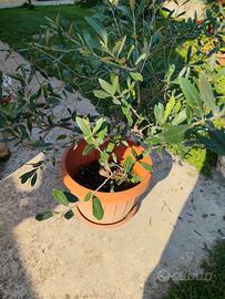 ulivo bonsai 