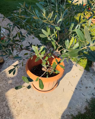 ulivo bonsai 