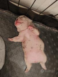 Cuccioli bulldog francese