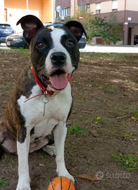 Cuccioli di Amstaff (Pitbull e stafforshire)