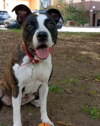 Cuccioli di Amstaff (Pitbull e stafforshire)