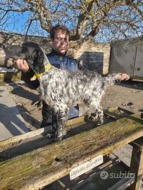 Setter Cuccioloni