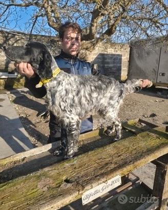 Setter Cuccioloni