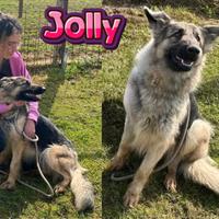 Jolly, meravigliosa cucciolona a pelo lungo