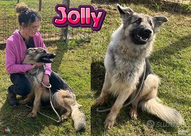 Jolly, meravigliosa cucciolona a pelo lungo