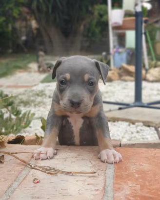 Pitbull tricolor