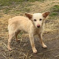 Lola cucciola 4 mesi