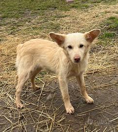 Lola cucciola 4 mesi