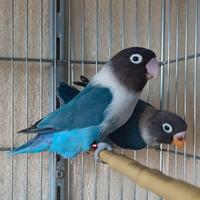 Inseparabili Personatus novelli