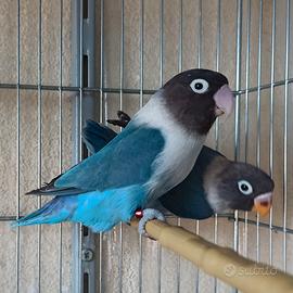 Inseparabili Personatus novelli