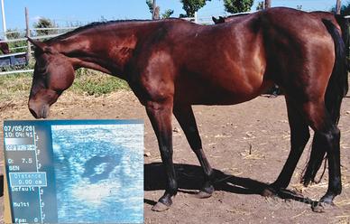 Fattrice Quarter Horse