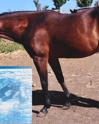 Fattrice Quarter Horse