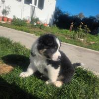 Cucciolo pastore australiano