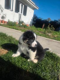 Cucciolo pastore australiano