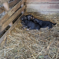 Cuccioli di pastore tedesco origginali