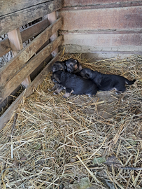 Cuccioli di pastore tedesco origginali
