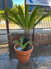 Cycas in vaso
